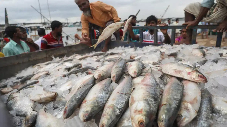 ভারতে কম দামে ইলিশ রপ্তানি, কারণ জানে না মৎস্য মালিক সমিতি!